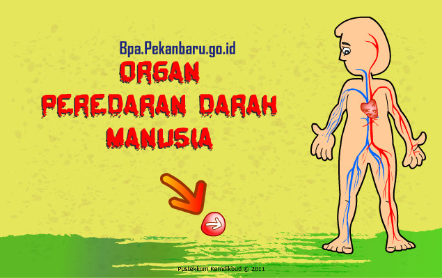 Organ Peredaran Darah Manusia Rumah Baca BPA Pekanbaru