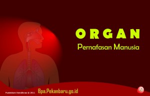 Organ Pernapasan Manusia Rumah Belajar BPA Pekanbaru